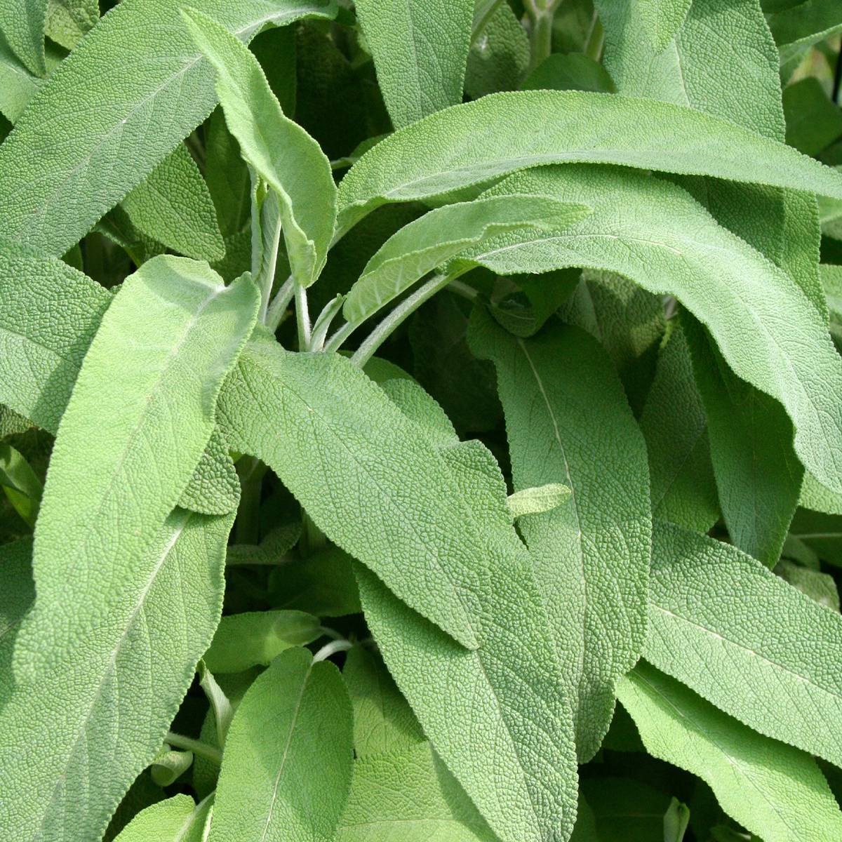 Sauge officinale Elephant Ear - Salvia officinalis Pot de 1,5L/2L
