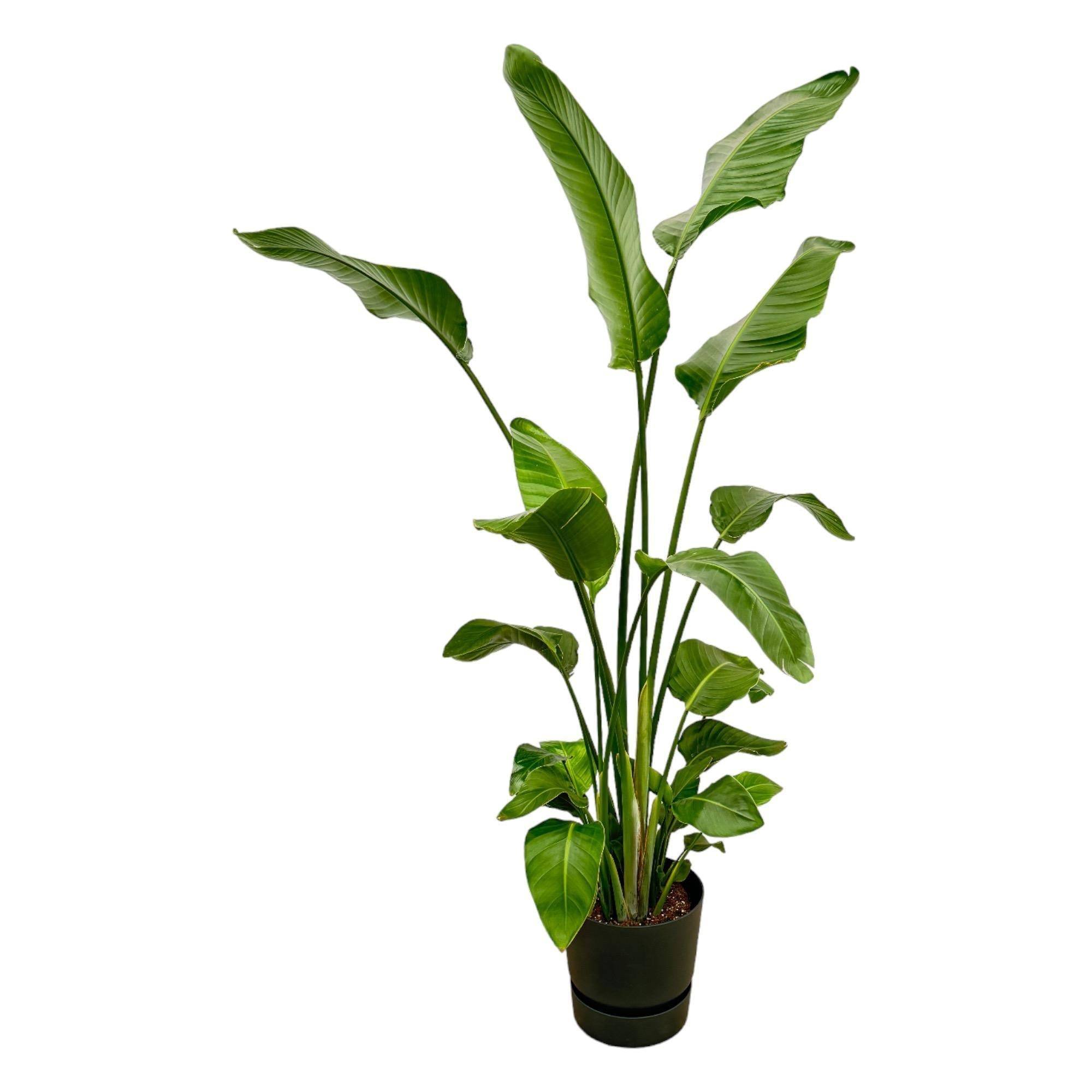 La Green Touch - Strelitzia Nicolai 170 cm et son pot- La Green Touch Noir + Reservoir - Hauteur 170cm