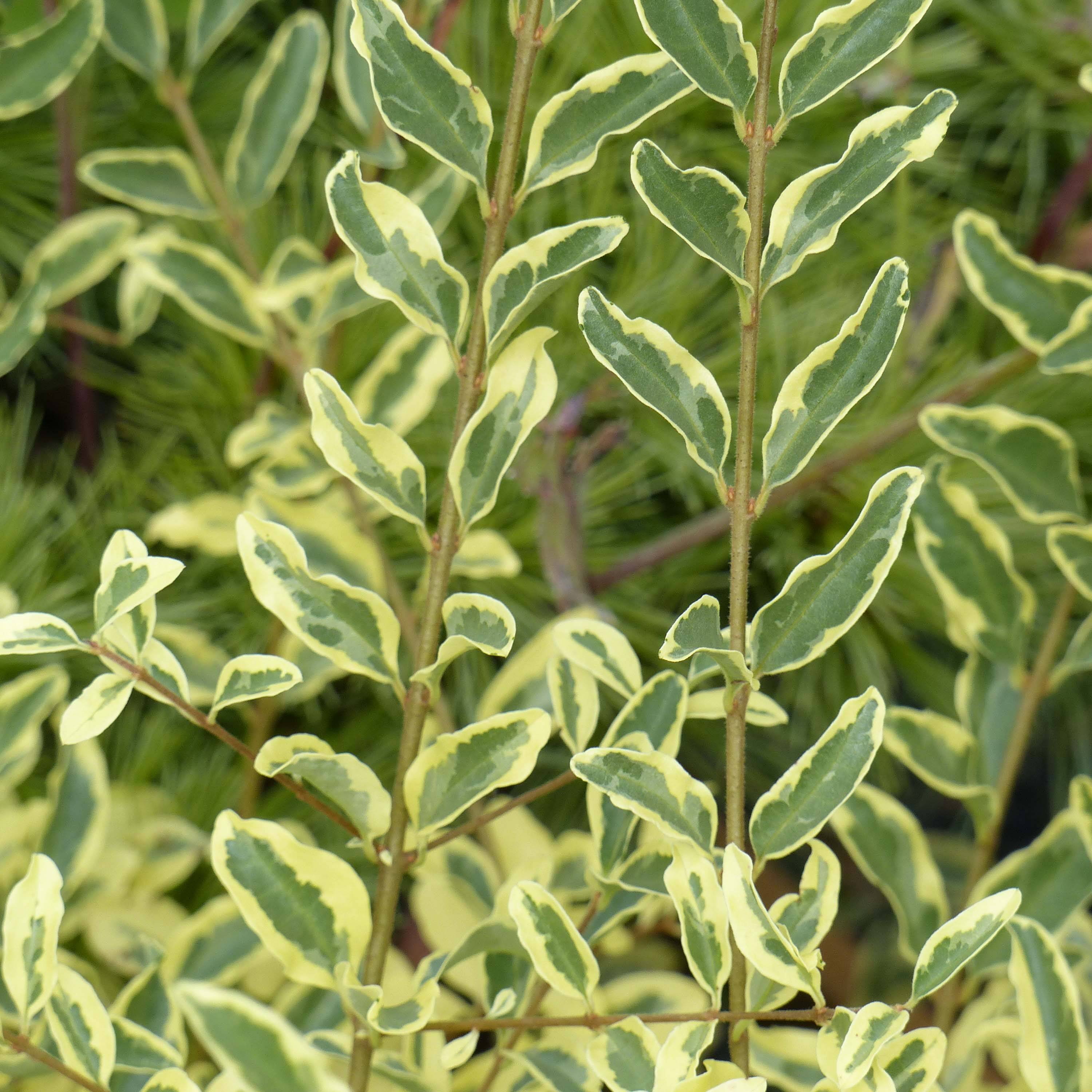 Ligustrum ibota Musli - Troène Pot de 3L/4L - Image 1