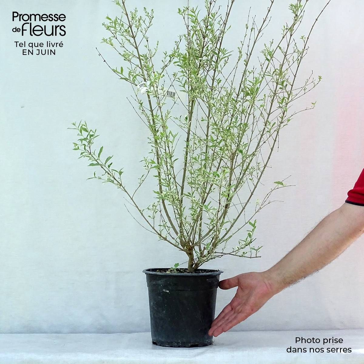 Ligustrum ibota Musli - Troène Pot de 3L/4L - Image 2