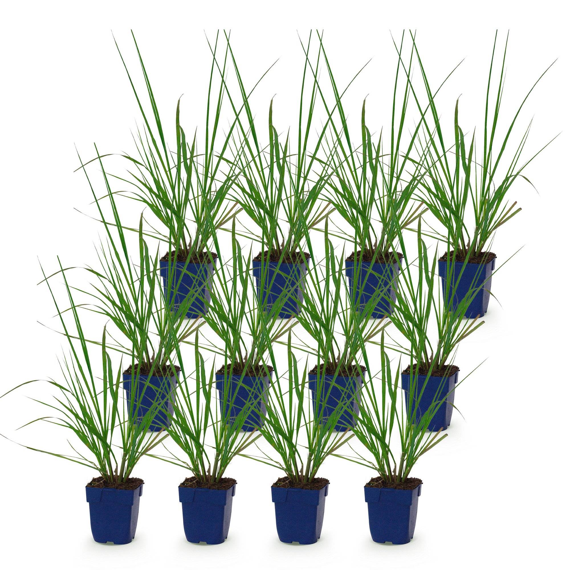 Herbe aux écouvillons 'Black Beauty' (Pennisetum alopecuroides) - graminée ornementale - Pot 11 cm - Hauteur 25 cm - 12 plants - Plantes d'intérieur - Image 2