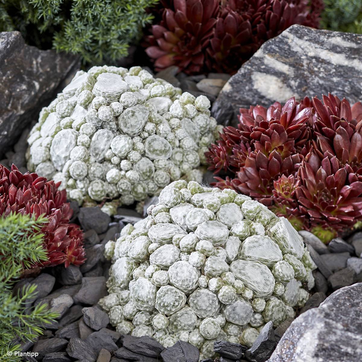 Promesse de Fleurs - Sempervivum Colorockz Arctic White - Joubarbe toile-d'araignée Godet de 8/9 cm