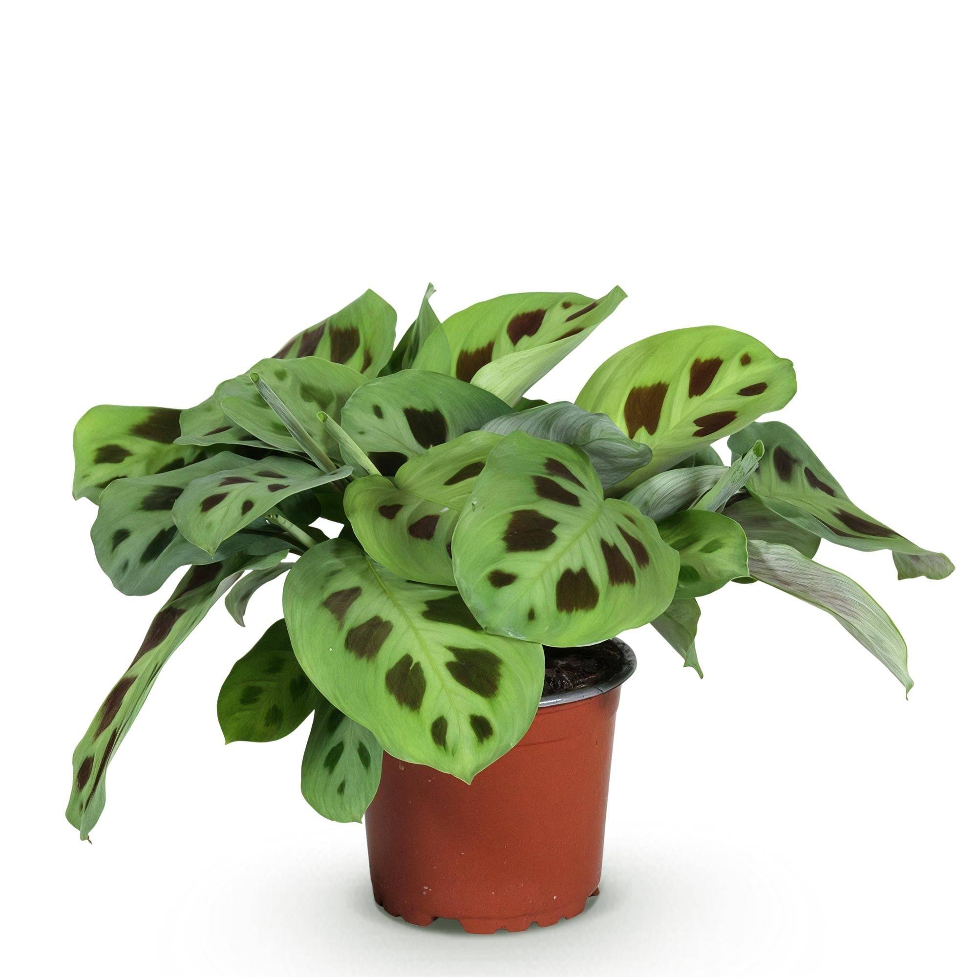 Maranta Fascinator Kerchoveana - H35cm - Image 3
