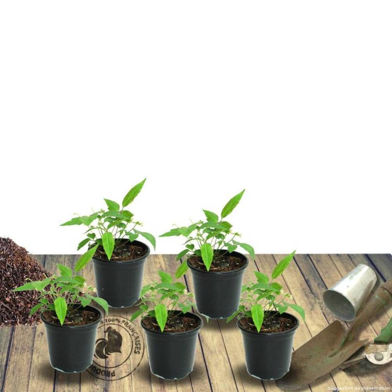 Verge d'or Goldwedel, Solidago à fleurs Jaune/ - feuillage Caduc - Godet - 5/20 cm - Image 4