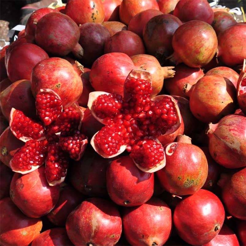 Grenadier à fruits - Punica granatum Wonderful Pot de 3L/4L, Touffe