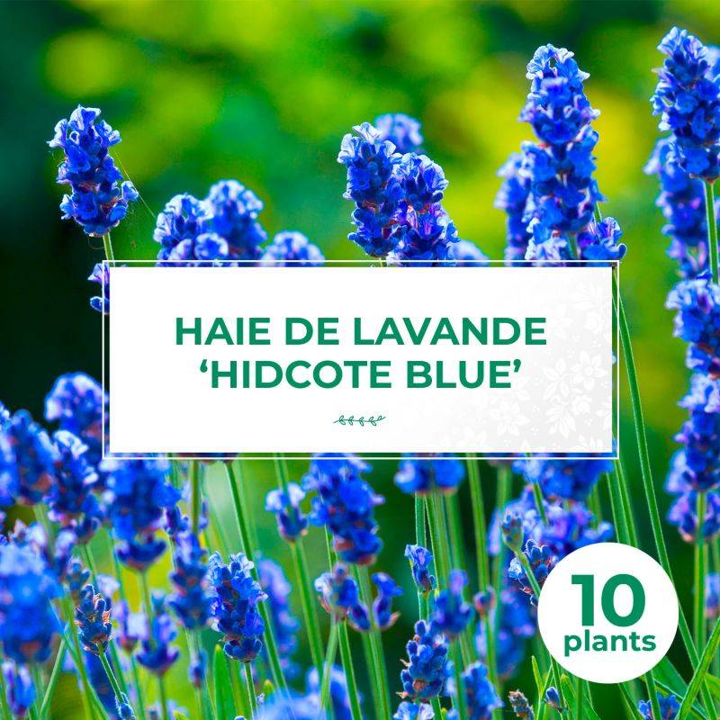 10 Lavande 'Hidcote Blue' (Lanvandula 'Hidcote Blue') - Haie de Lavande -  - Pépinières Naudet - Image 1