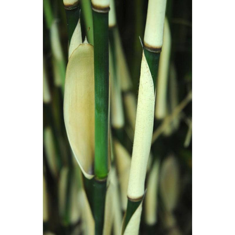 Promesse de Fleurs - Fargesia robusta Pingwu - Bambou non traçant Pot de 7,5L/10L - Image 1