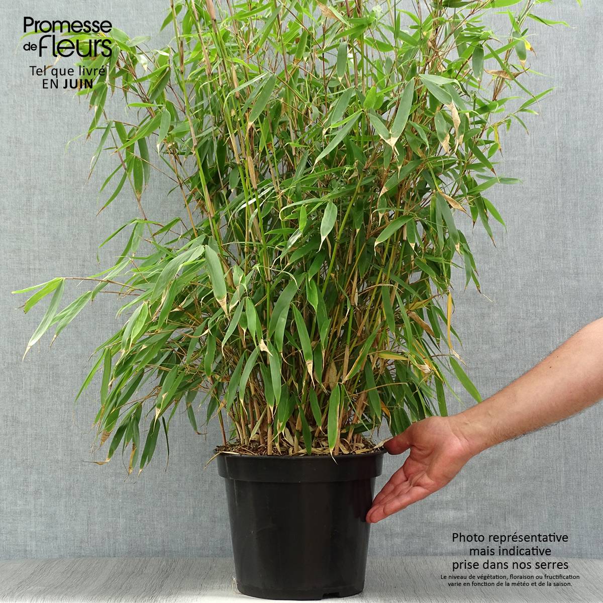 Promesse de Fleurs - Fargesia robusta Pingwu - Bambou non traçant Pot de 7,5L/10L - Image 2