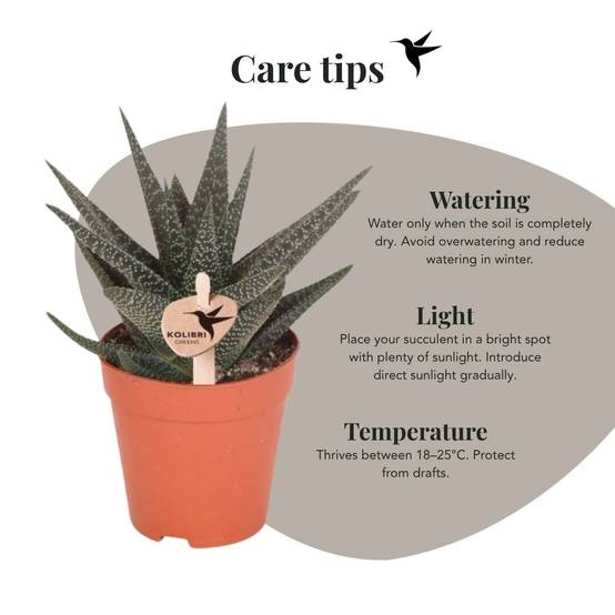 Succulente Haworthia Royal Highness - Ø9cm - ↕18cm - Plantes d'intérieur - Image 2