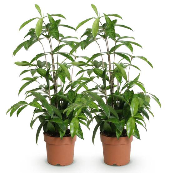 Dracaena Surculosa - D17 H70cm - Image 3