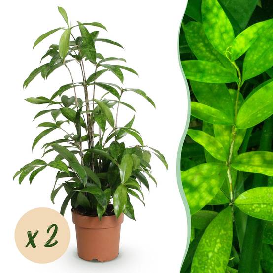 Dracaena Surculosa - D17 H70cm - Image 2