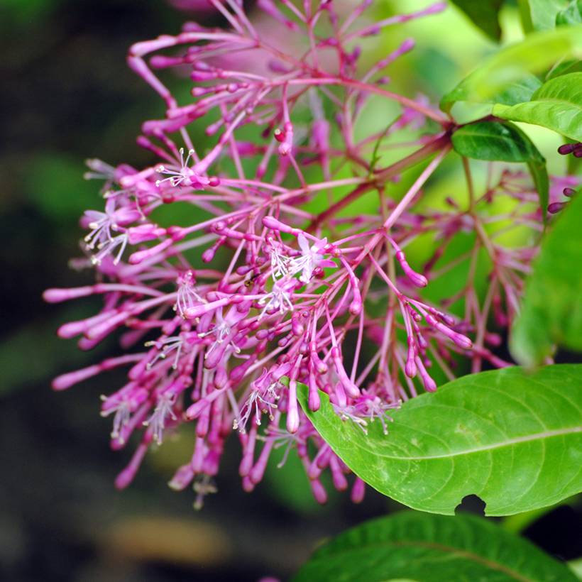 Promesse de Fleurs - Fuchsia paniculata Pot de 4L/5L - Image 1