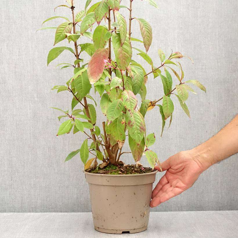 Promesse de Fleurs - Fuchsia paniculata Pot de 4L/5L - Image 2