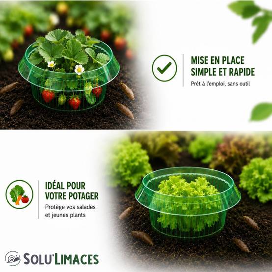 SOLU'LIMACES- 20 Cloches Barrières Anti-Limaces et Escargots-Salades, Fraisiers, Choux – Ø 23 cm - Image 6