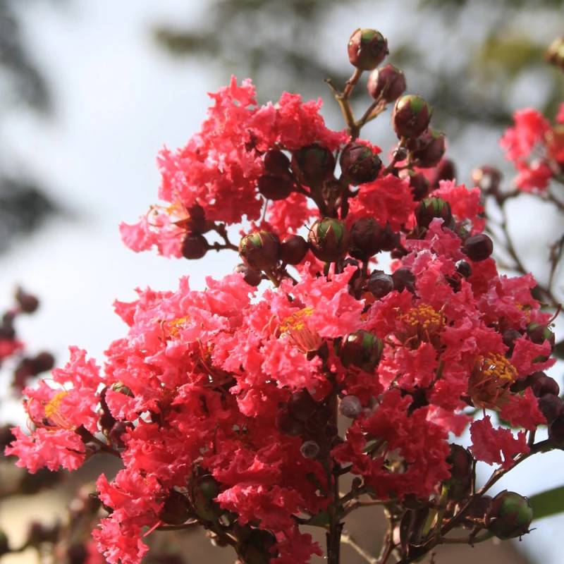 Lilas des Indes With Love® Chérie, Lagerstroemia à fleurs Rouge/ - feuillage Caduc - Pot de 4L - 40/60 cm - Image 2