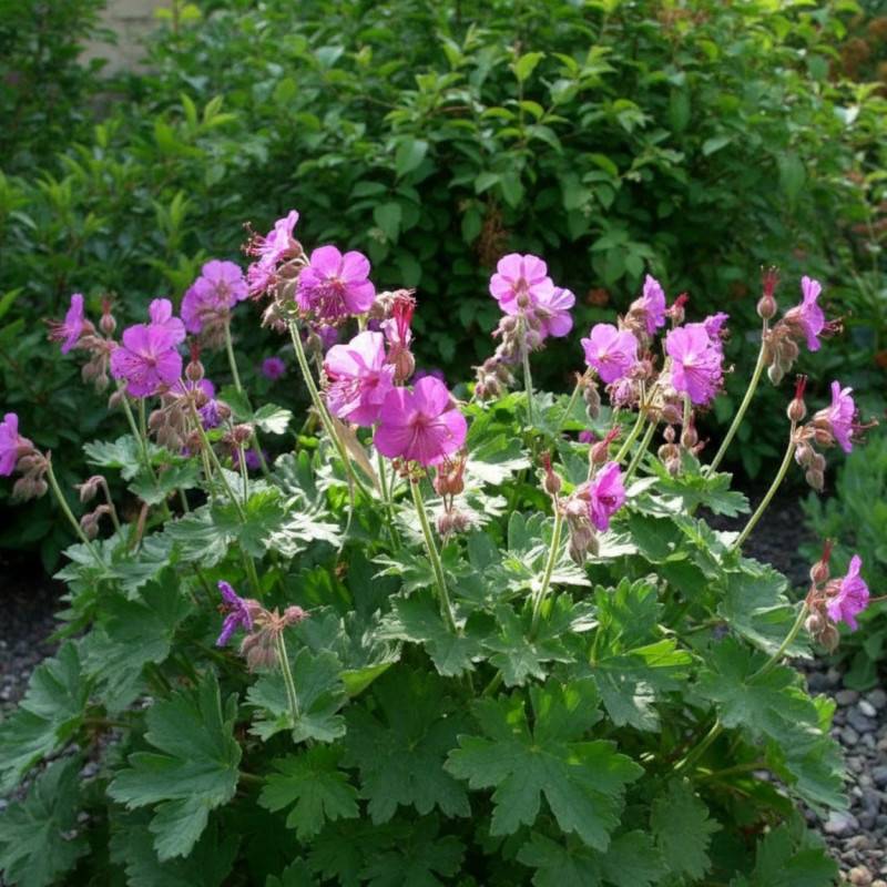 Géranium vivace Bevan's Variety à fleurs Rose/ - feuillage Persistant - Godet - 5/20 cm