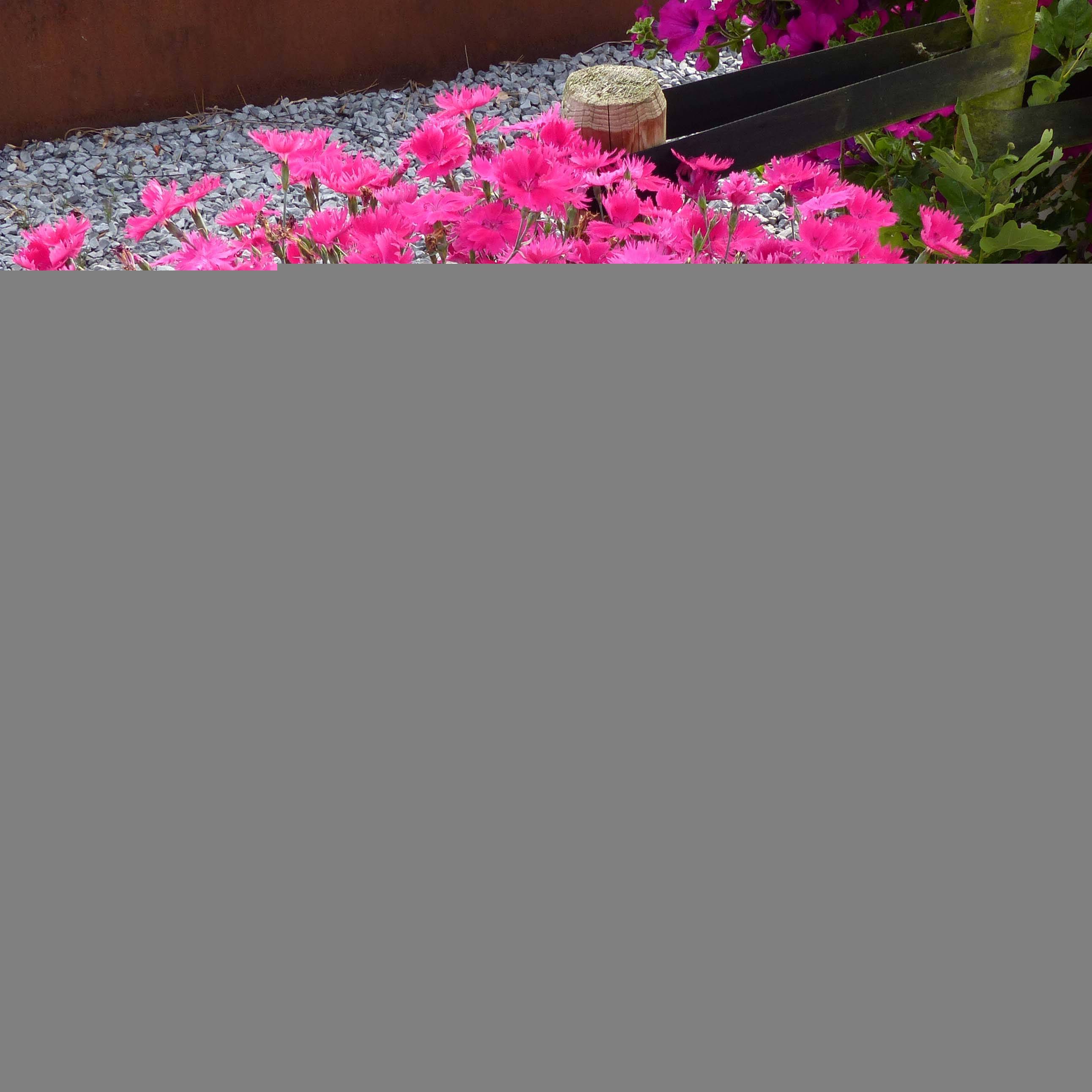 Oeillet annuel - Dianthus Suntory Pink Mini-motte Ø 1,5/2,5 cm (par 3)