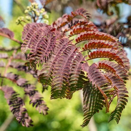 Albizia julibrissin Evey's Pride - Arbre de soie Pot de 7,5L/10L - Image 1