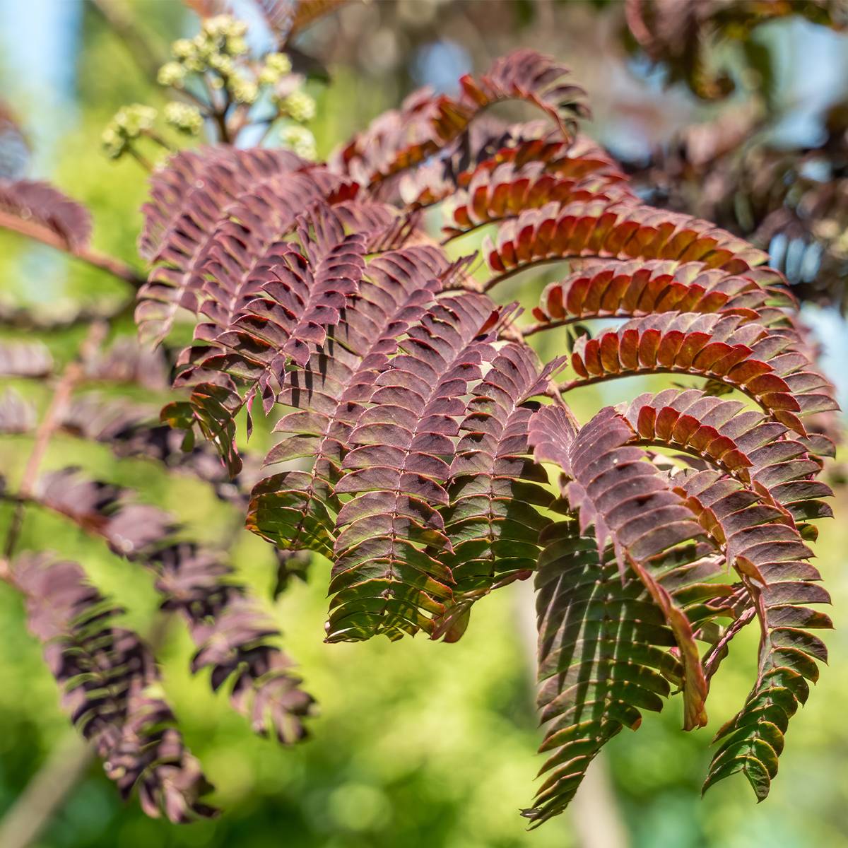 Albizia julibrissin Evey's Pride - Arbre de soie Pot de 7,5L/10L