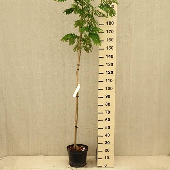 Albizia julibrissin Evey's Pride - Arbre de soie Pot de 7,5L/10L - Image 2