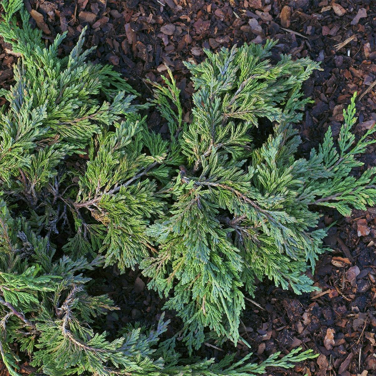 Genévrier horizontal - Juniperus horizontalis Jade River Pot de 2L/3L - Image 1