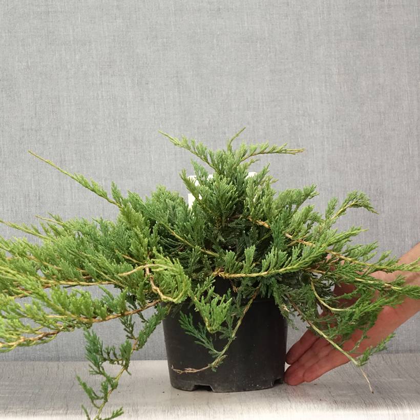 Genévrier horizontal - Juniperus horizontalis Jade River Pot de 2L/3L - Image 2