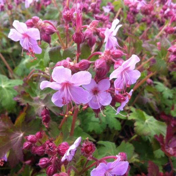Promesse de Fleurs - Géranium vivace macrorrhizum Olympos Godet de 8/9 cm