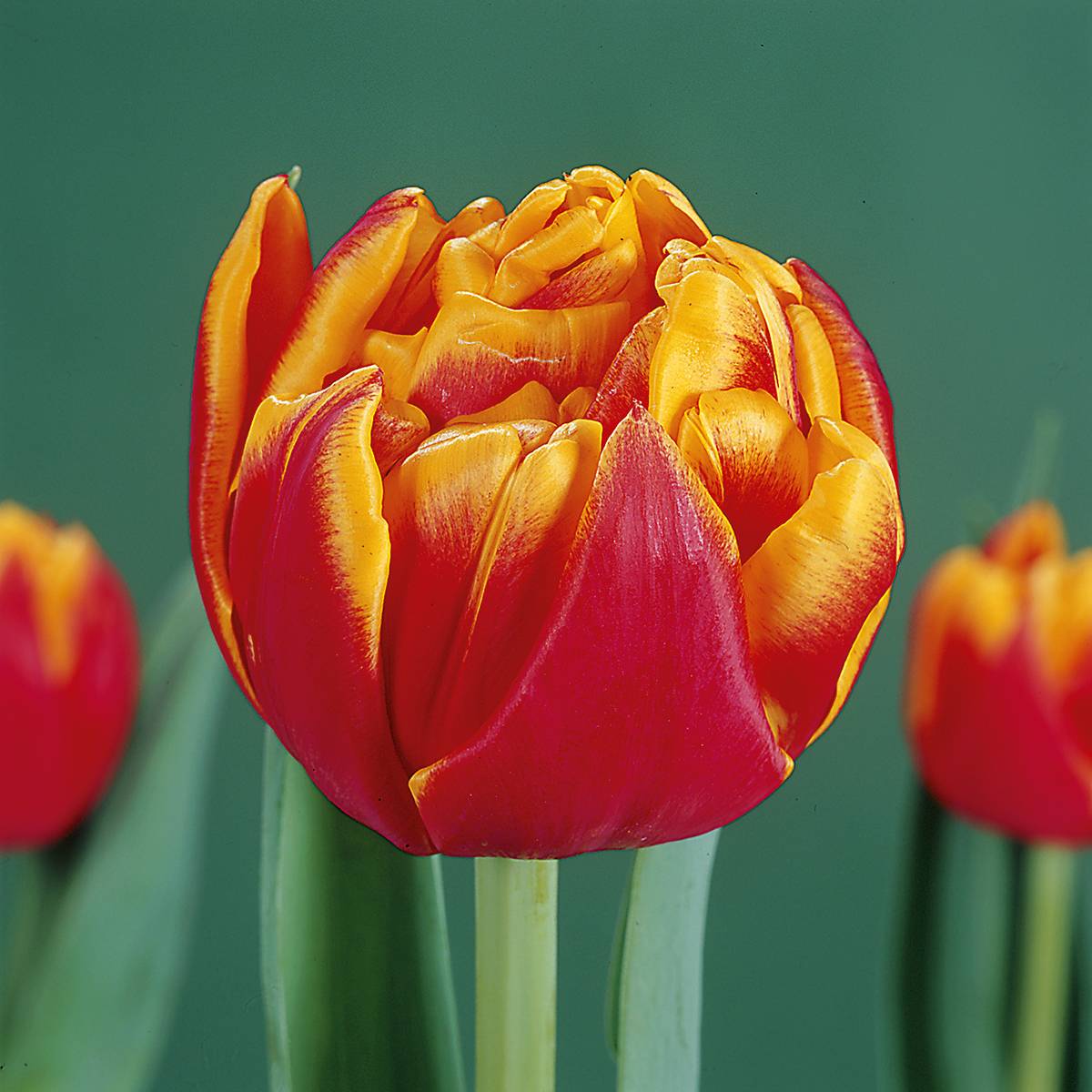 Promesse de Fleurs - Tulipe double hâtive Cilesta Bulbe calibre 11+ (par 10)