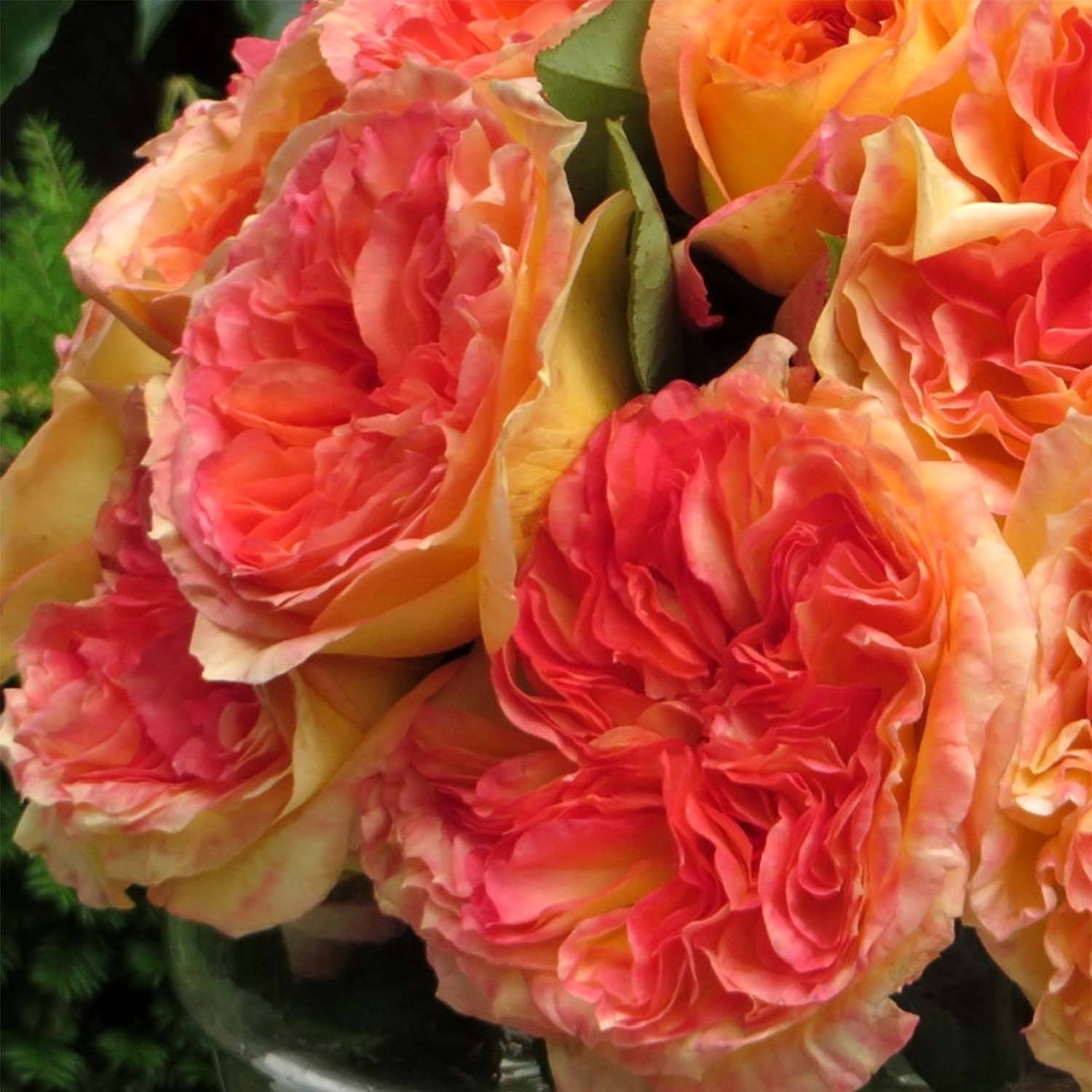 Rosier à grandes fleurs Henri Delbard Pot de 3L/4L
