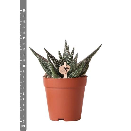 Haworthia Royal Highness h15cm- La Green Touch - Image 3