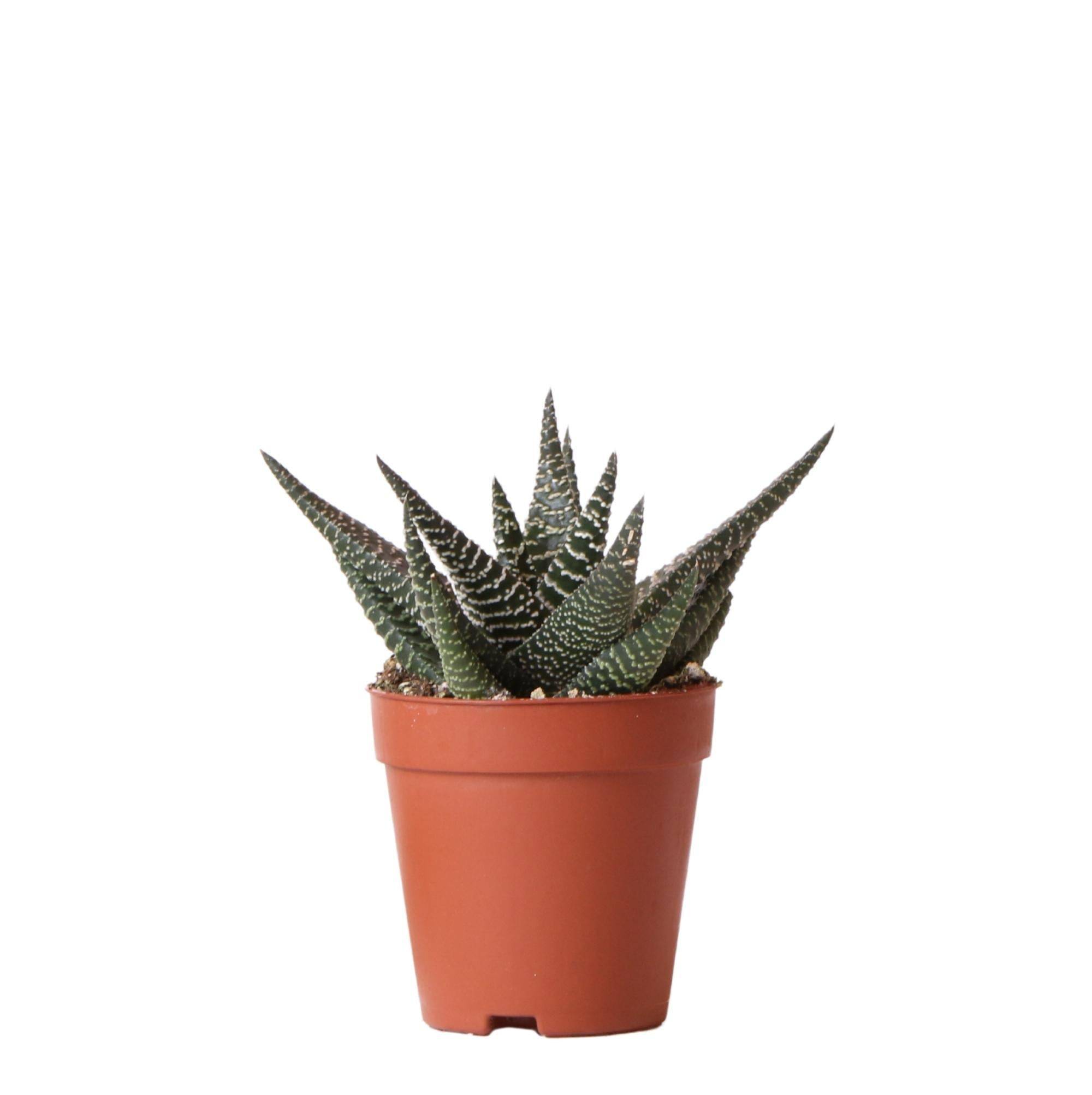 Haworthia Royal Highness h15cm- La Green Touch - Image 1