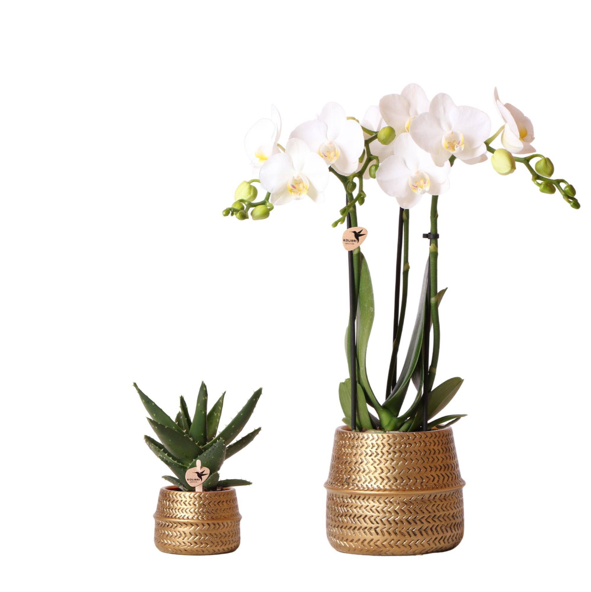 Orchidée Phalaenopsis blanche - Set avec succulente et cache-pots dorés - Pot de 9cm - Plantes d'intérieur - Image 1