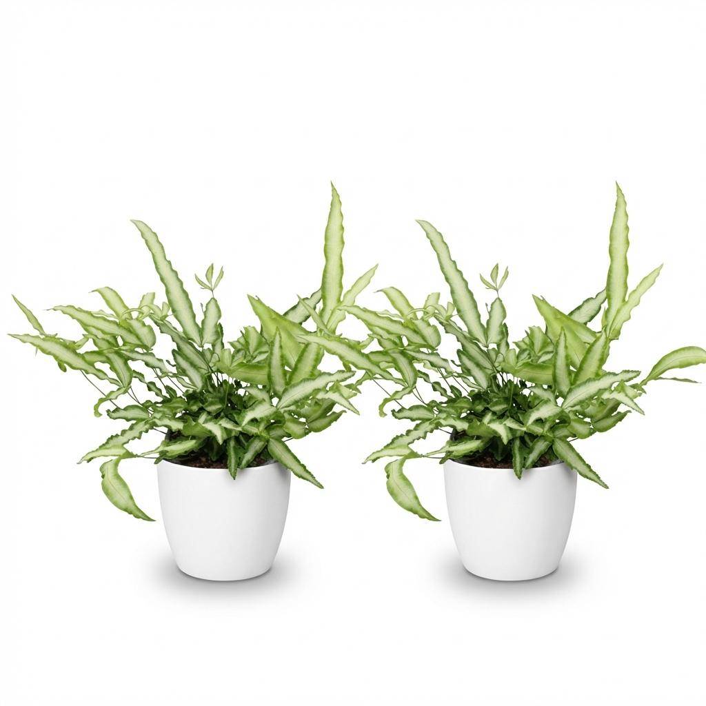 Pteris cretica Albolineata - Pet-friendly - Plante fougère - Pot de 12cm - Hauteur 20-30cm - 2 plantes - Blanc - Plantes d'intérieur - Image 2