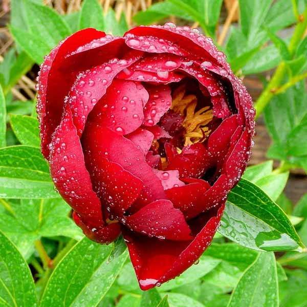Pivoine lactiflora Buckeye Belle Pot de 3L/4L