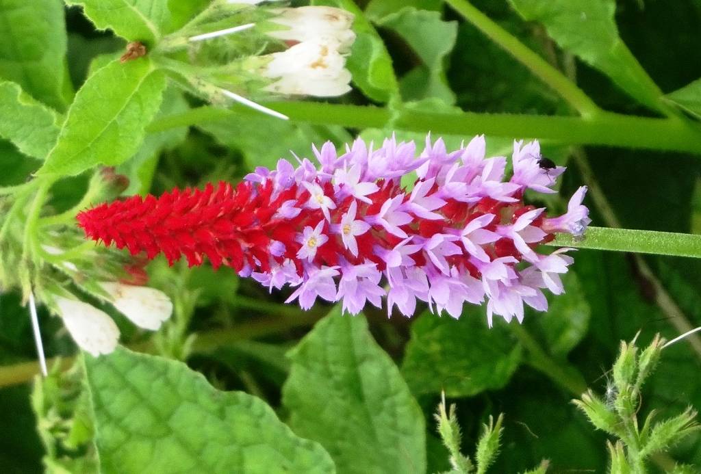 Primevère - Primula vialii Godet de 7/8 cm - Image 1
