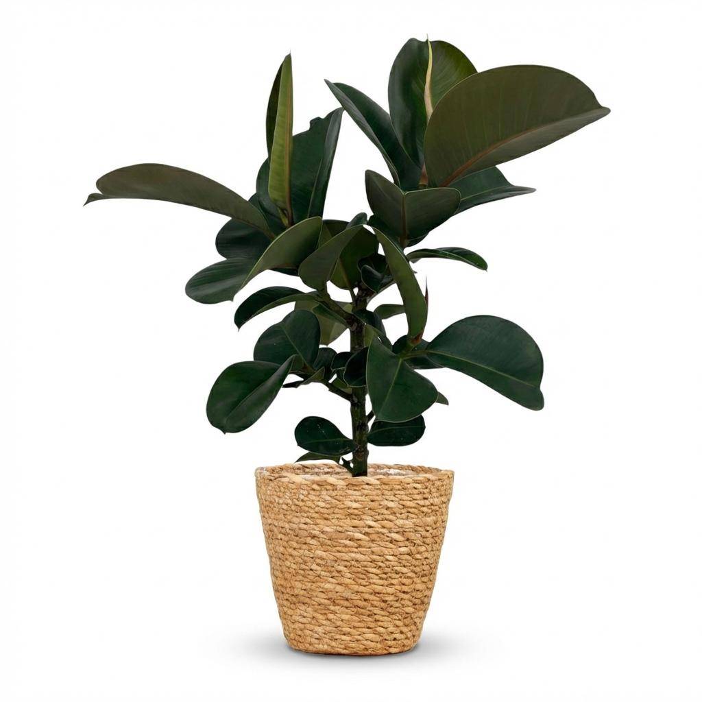 Caoutchouc - Ficus Elastica Cloe - Pot de 19cm - Hauteur 65cm - Panier - Plantes d'intérieur - Image 1