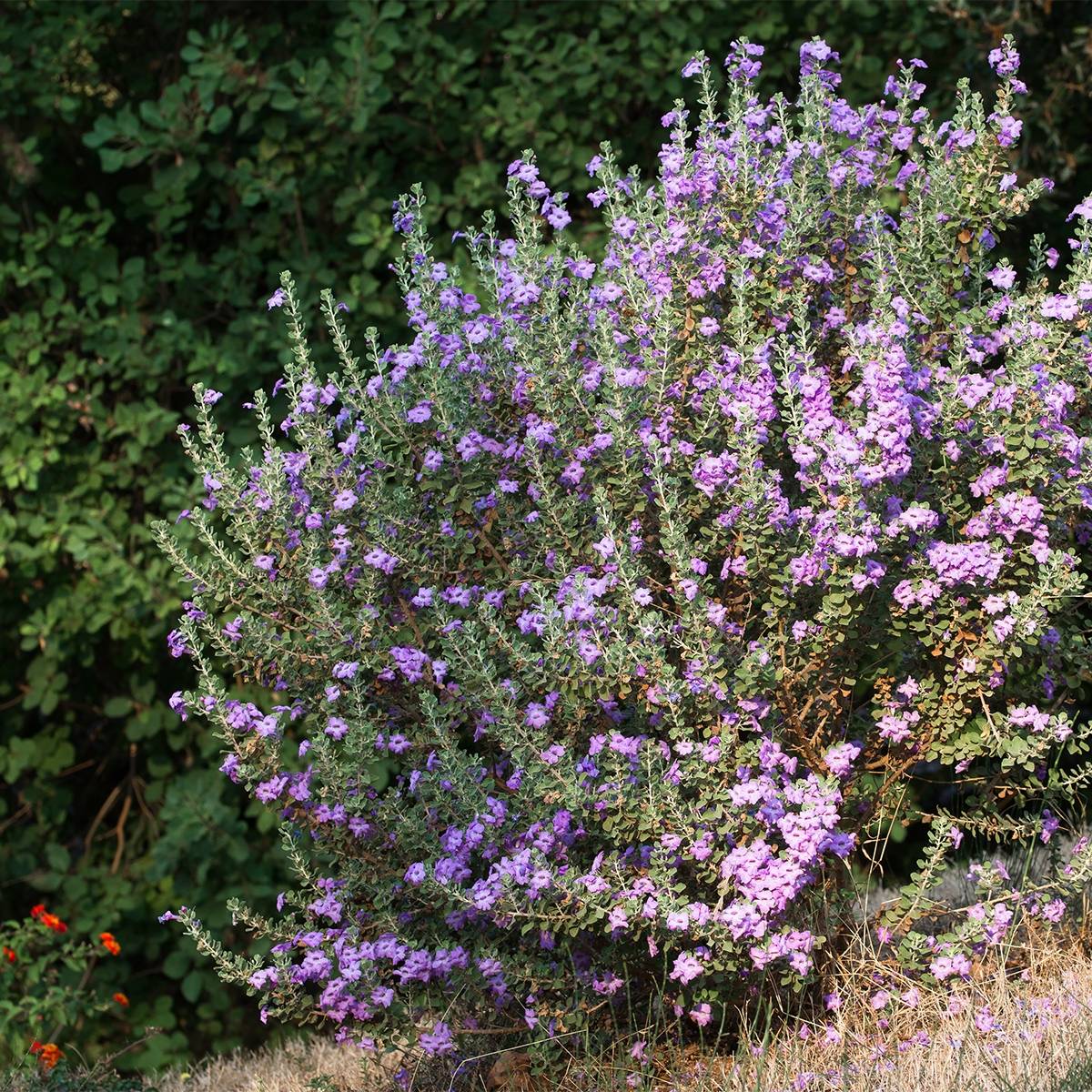 Leucophyllum langmaniae - Sauge du Rio Bravo Pot de 7.5L/10L