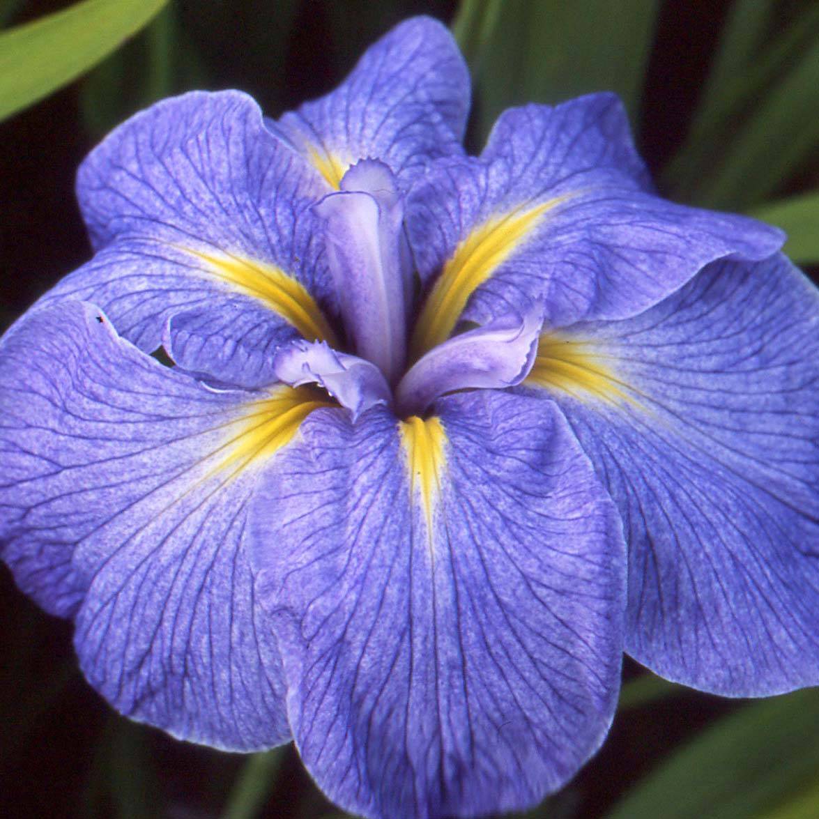 Promesse de Fleurs - Iris du Japon - Iris ensata Mme Bigot Godet de 8/9 cm