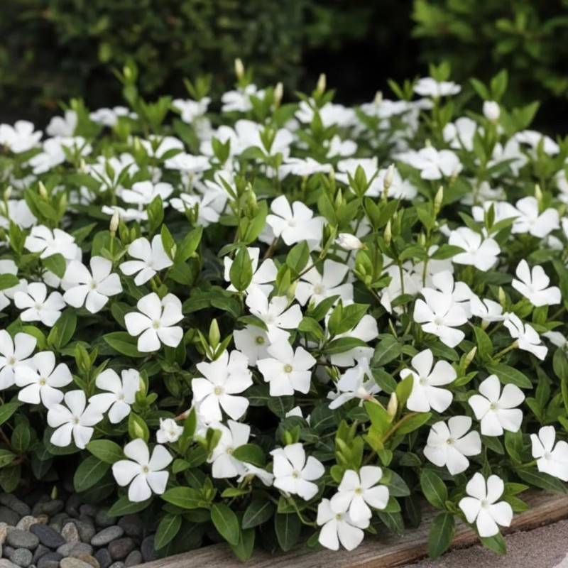 Pervenche blanche à fleurs Blanche/ - feuillage Persistant - Pot de 3L - 20/40 cm - Image 1
