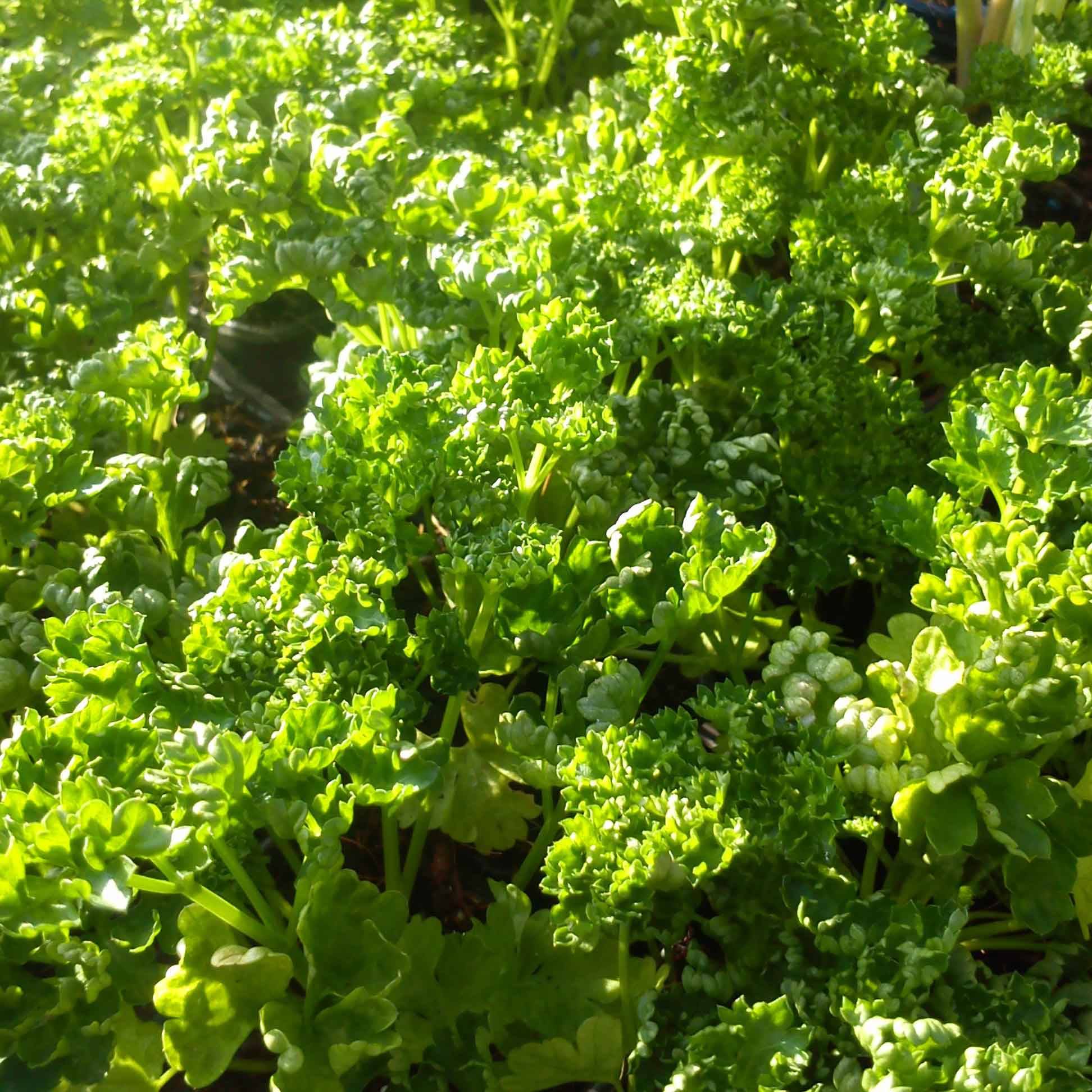Promesse de Fleurs - Persil frisé vert foncé BIO Godet de 8 cm