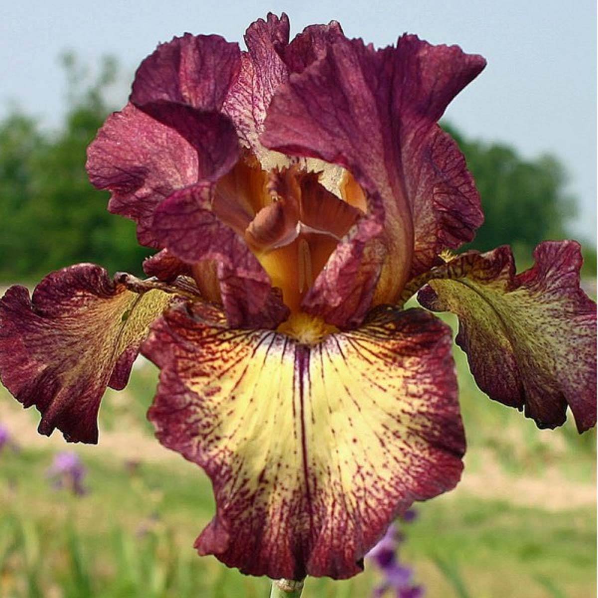 Promesse de Fleurs - Iris germanica Innocent Star - Iris des Jardins remontant. Rhizome
