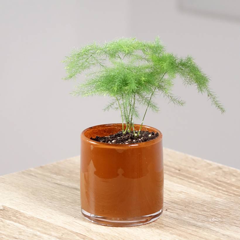 Asparagus plumosus - Asperge des fleuristes Mini-plante