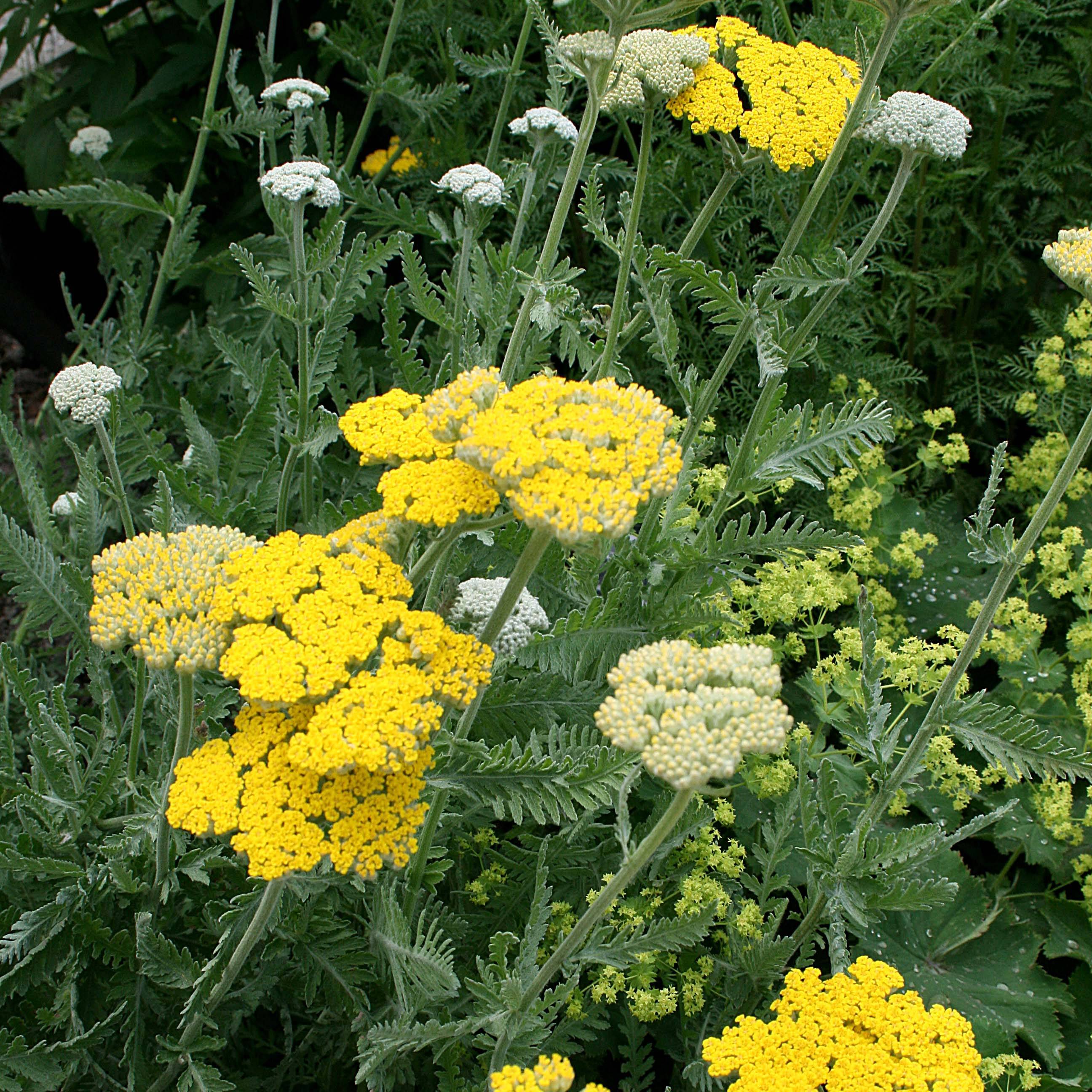Promesse de Fleurs - Achillée Coronation Gold Godet de 8/9 cm