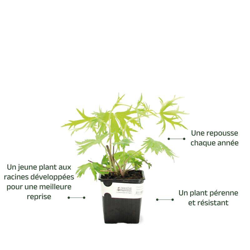 3 Pieds D'Alouette 'Bellamosum' - Lot de 3 vivaces - Pépinières Naudet - Image 3