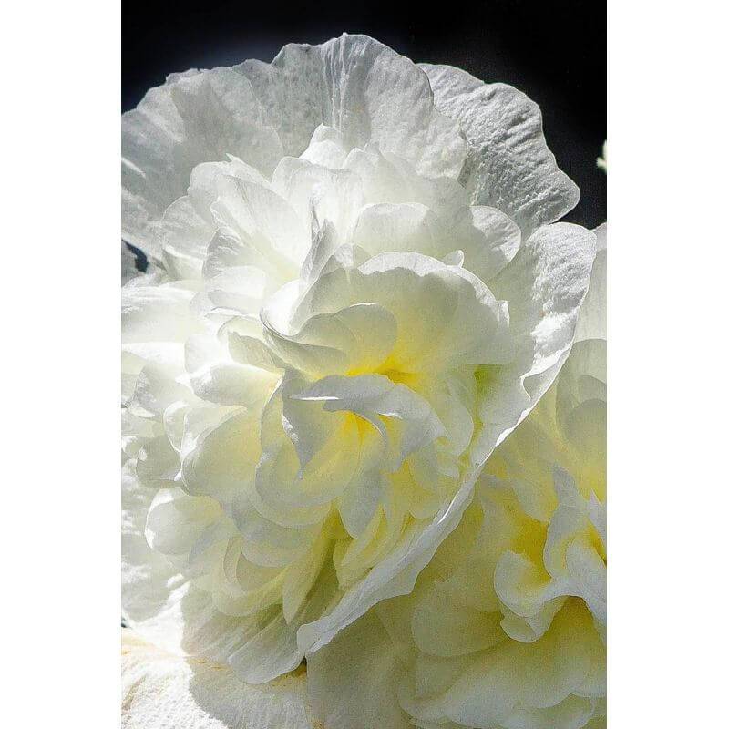 Collection de 10 Roses Trémières -  - Pépinières Naudet - Image 6