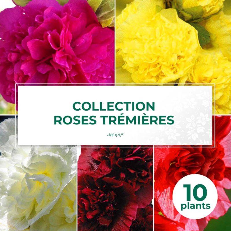 Collection de 10 Roses Trémières -  - Pépinières Naudet - Image 1