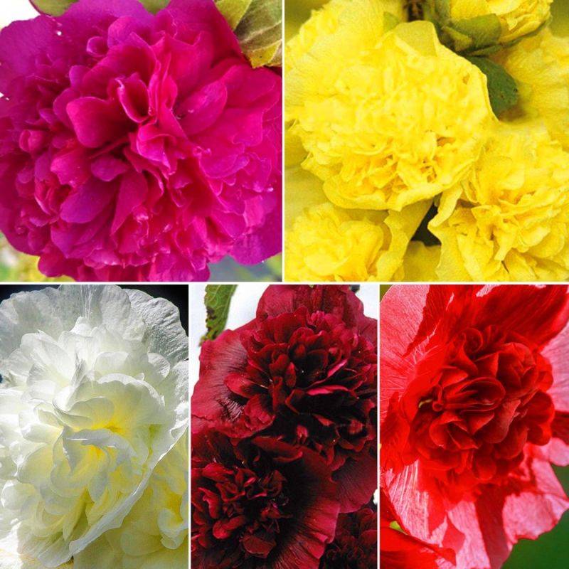 Collection de 10 Roses Trémières -  - Pépinières Naudet - Image 2