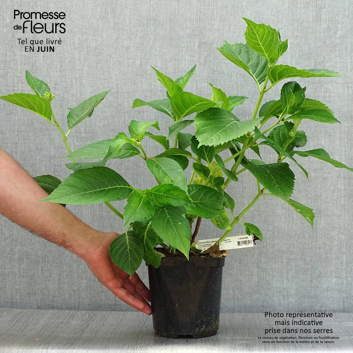 Hortensia macrophylla Madame Plumecoq Pot de 2L/3L - Image 2