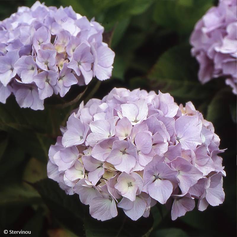 Hortensia macrophylla Madame Plumecoq Pot de 2L/3L - Image 1