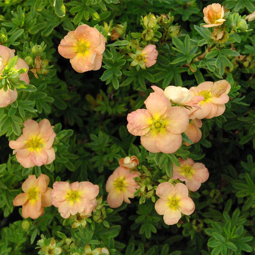 Potentille arbustive Bella Apple - Potentilla fruticosa Godet de 8/9 cm - Image 1